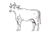 queso de vaca